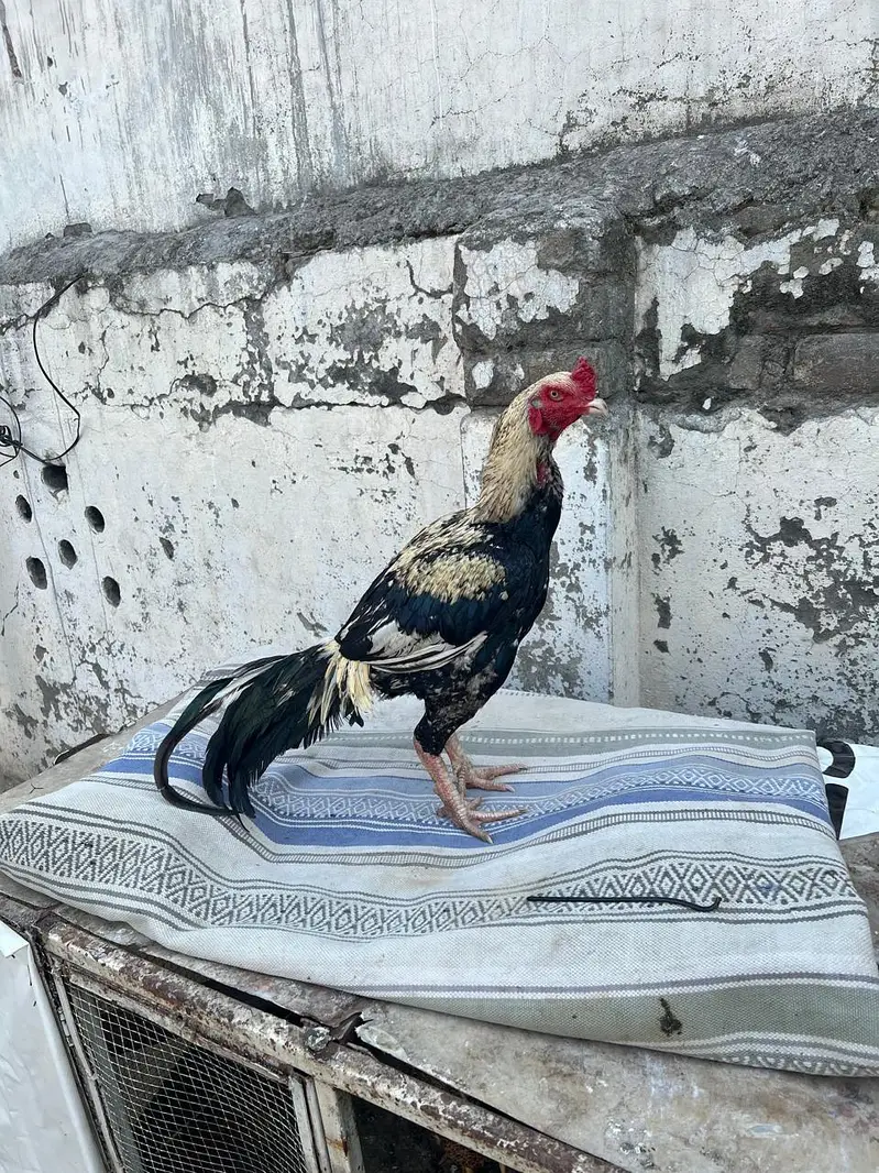 jawa aseel quality breeder — photo 2