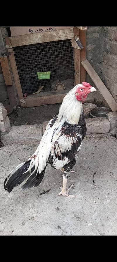 homebreed trio set available