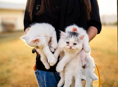 pure white Persian kitten