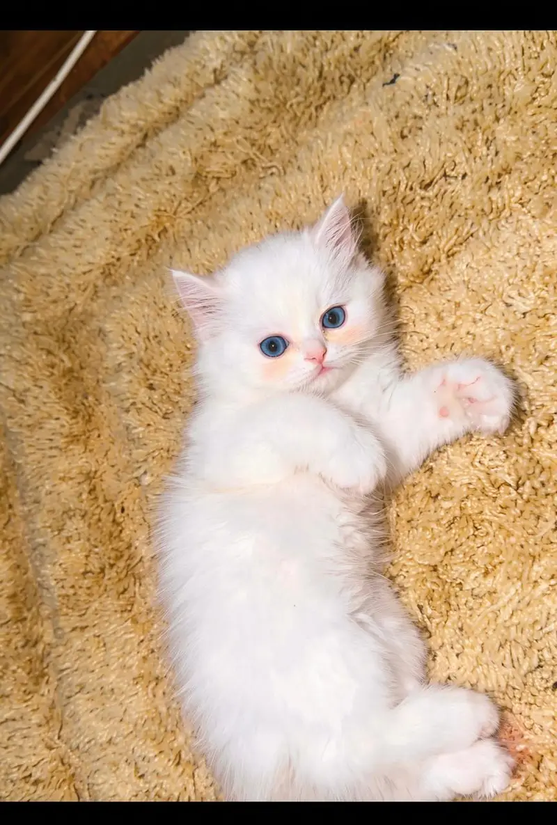pure white Persian kitten — photo 3