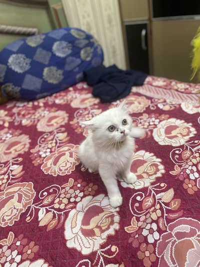 Persian kitten/Triple coated kitten/03247627801 WhatsApp/white kitten
