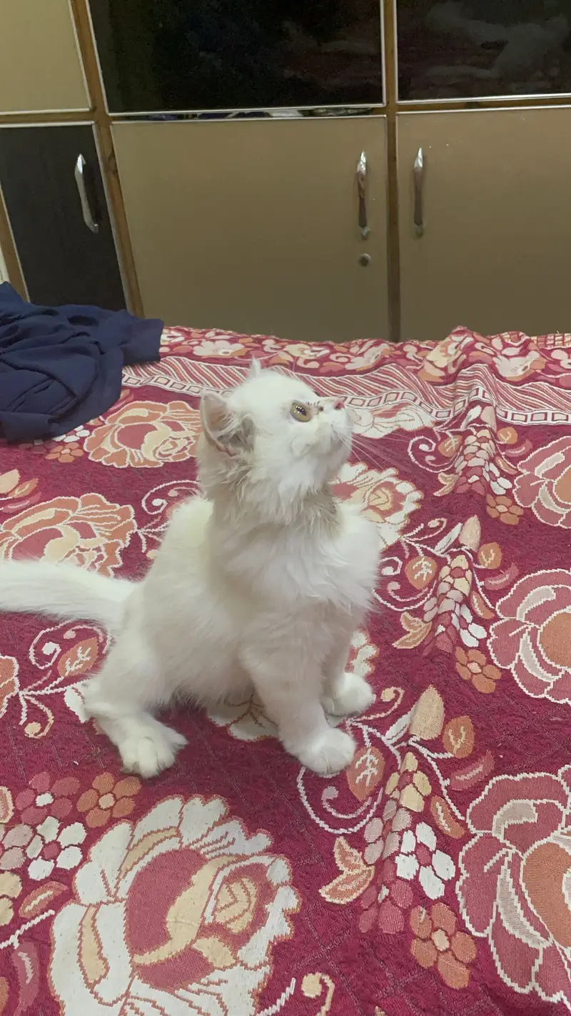 Persian kitten/Triple coated kitten/03247627801 WhatsApp/white kitten — photo 3