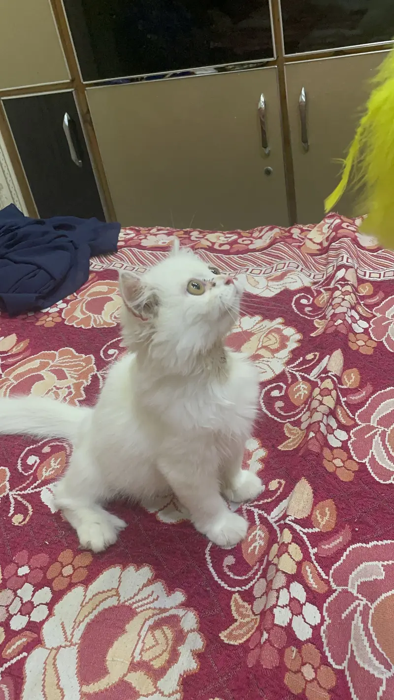 Persian kitten/Triple coated kitten/03247627801 WhatsApp/white kitten — photo 4