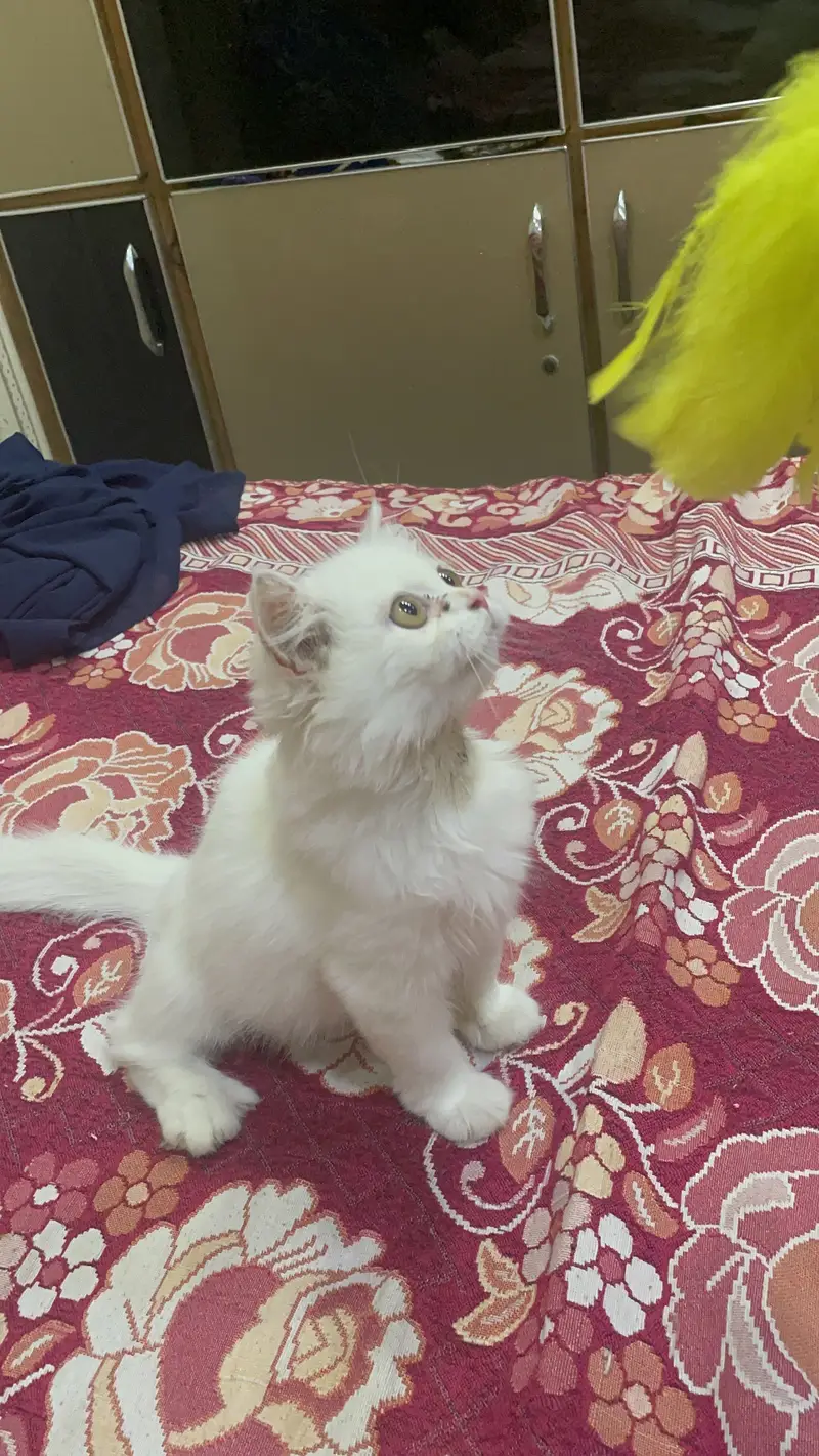 Persian kitten/Triple coated kitten/03247627801 WhatsApp/white kitten — photo 5