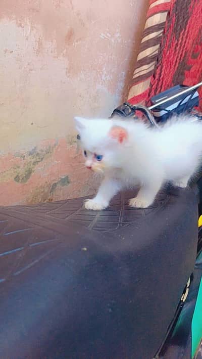 Persian cat 03251640006