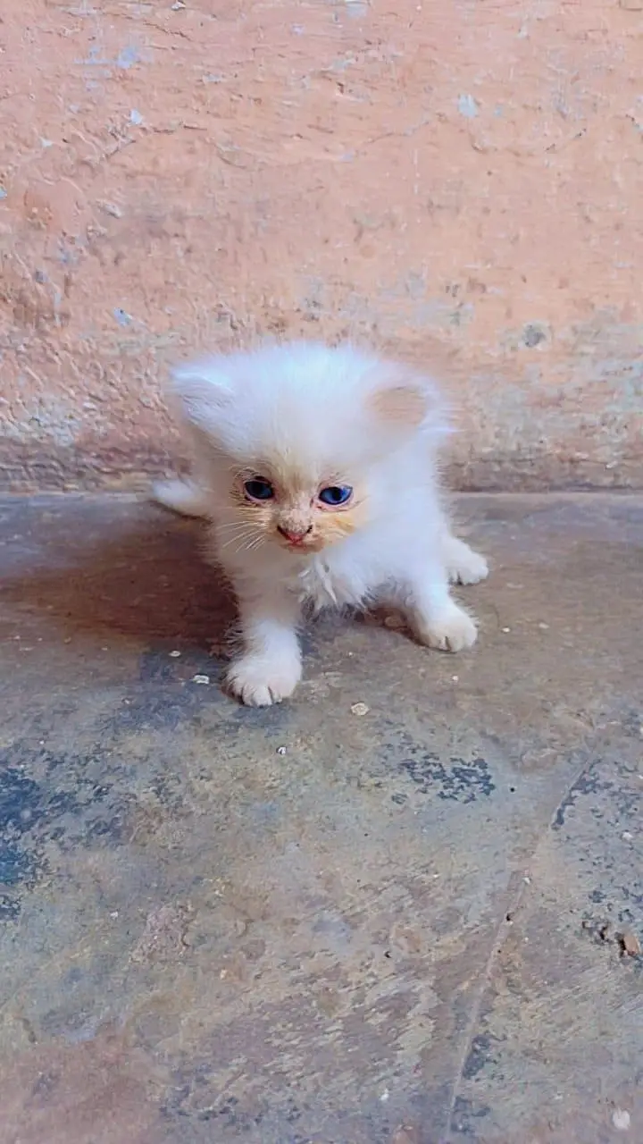 Persian cat 03251640006 — photo 2