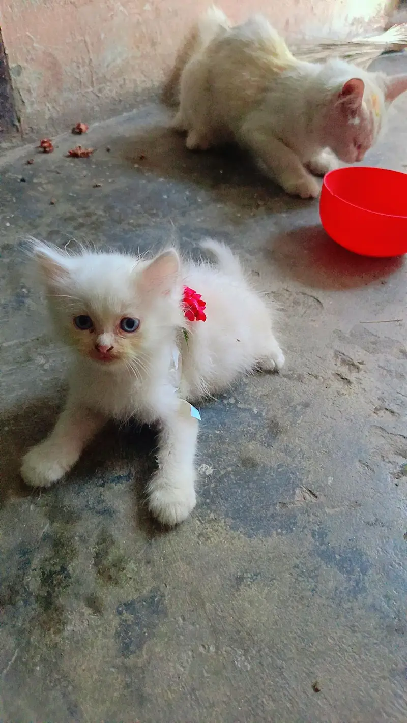 Persian cat 03251640006 — photo 3