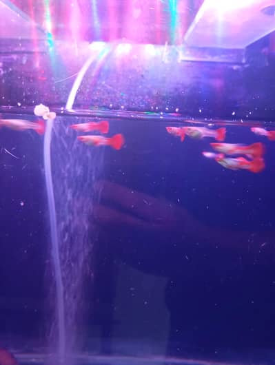 koi guppy and super red guppy