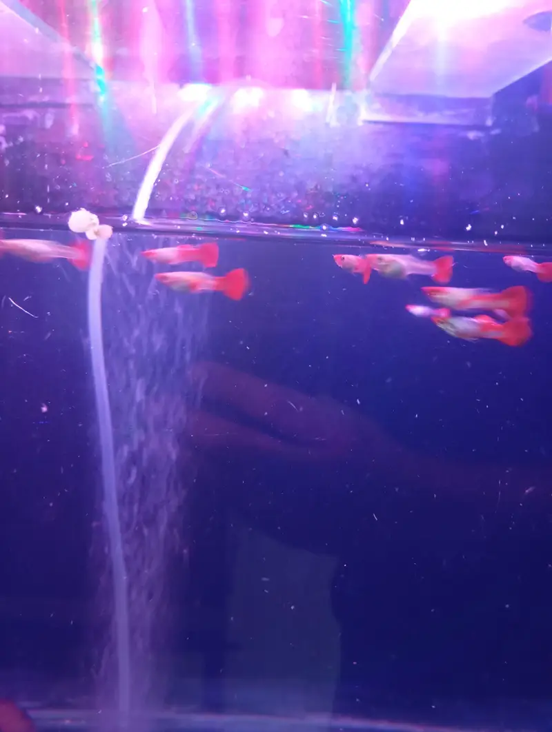 koi guppy and super red guppy