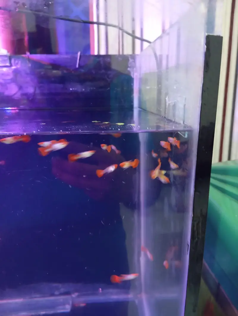 koi guppy and super red guppy — photo 2