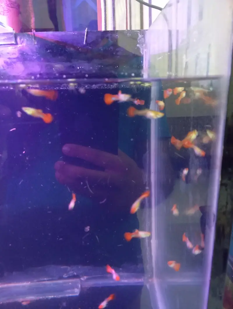 koi guppy and super red guppy — photo 3