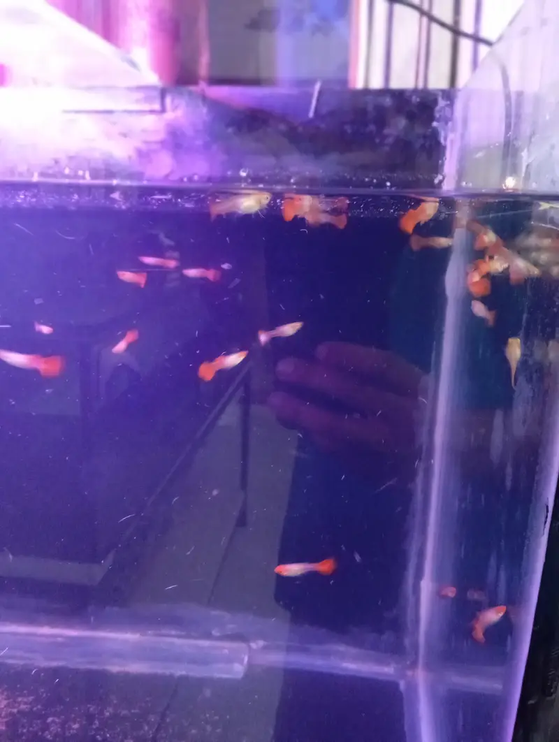 koi guppy and super red guppy — photo 4
