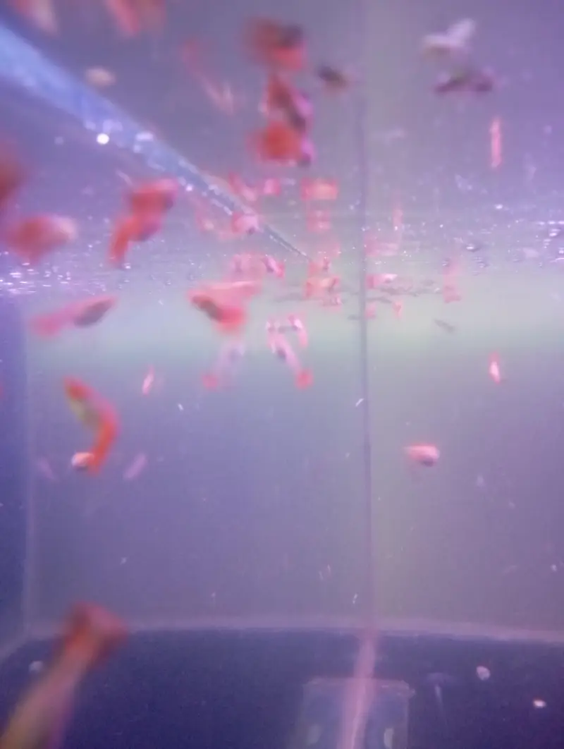 koi guppy and super red guppy — photo 5