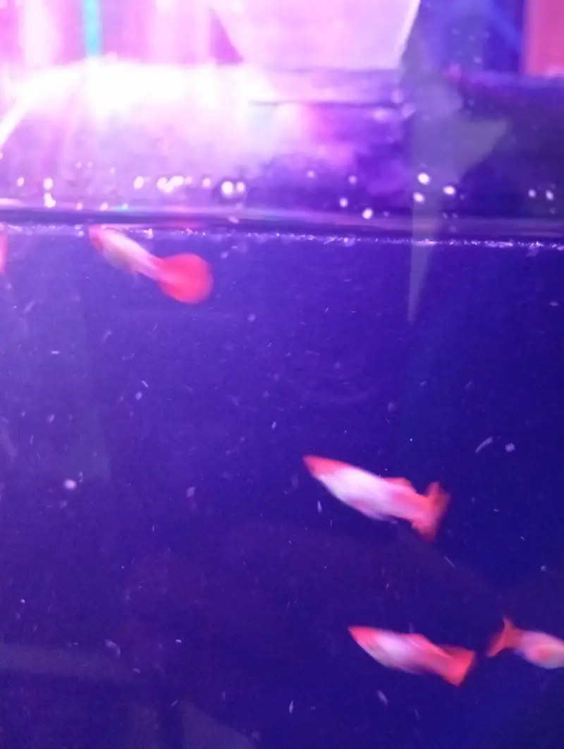 koi guppy and super red guppy — photo 6