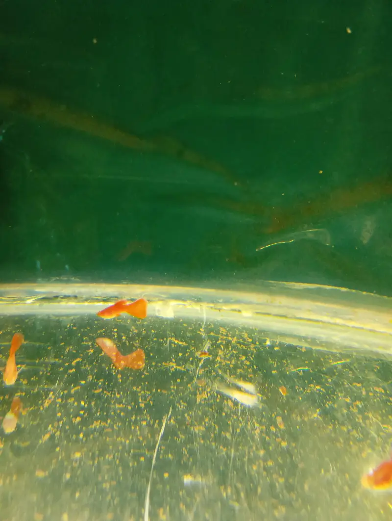 koi guppy and super red guppy — photo 7
