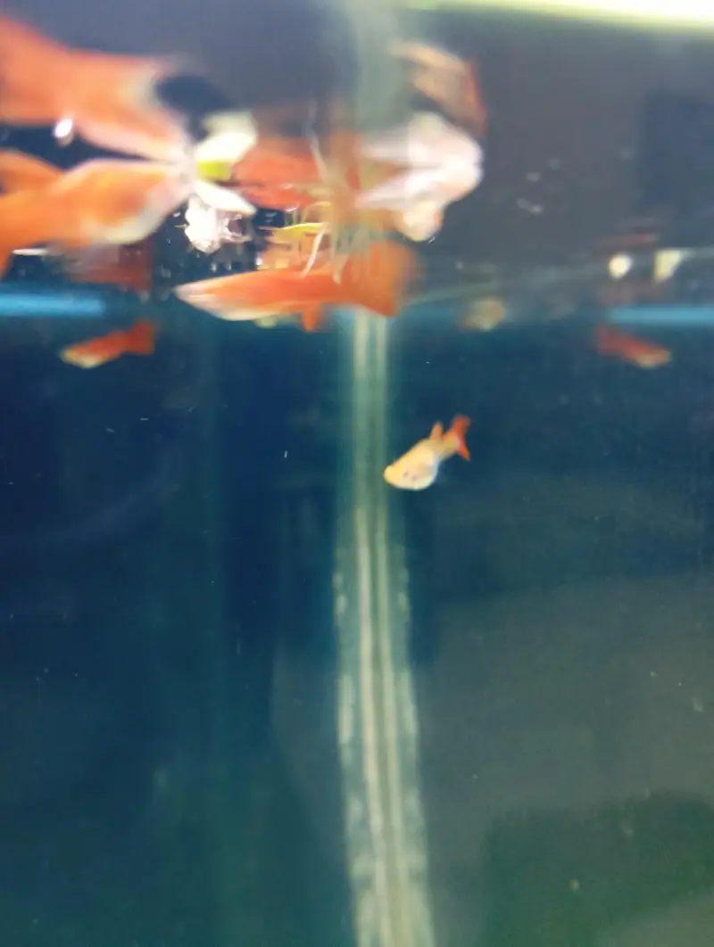 koi guppy and super red guppy — photo 8