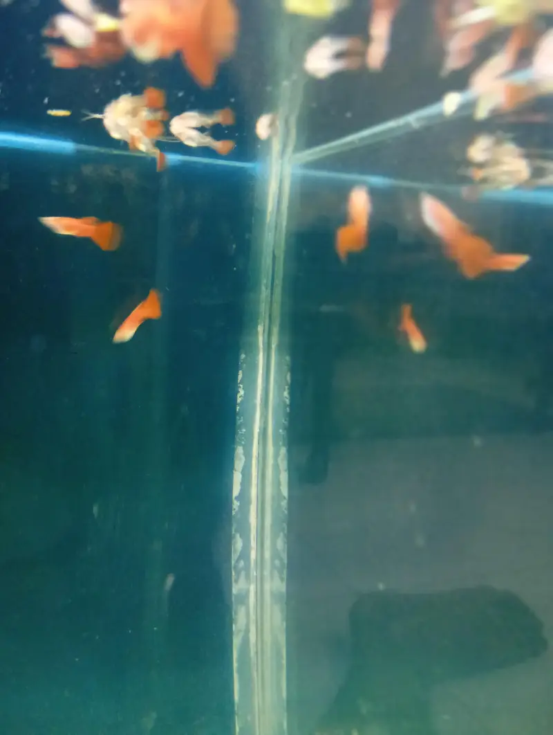 koi guppy and super red guppy — photo 9
