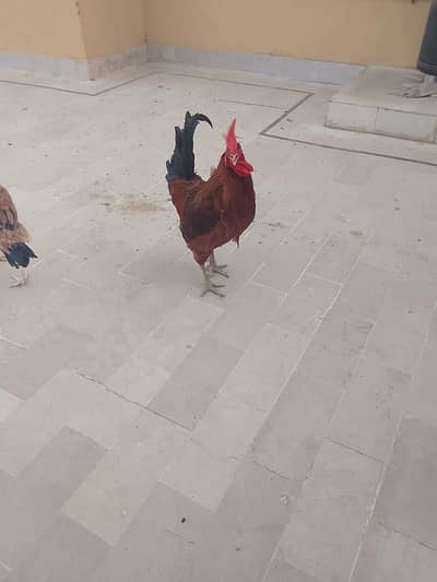 pair for sale with cage