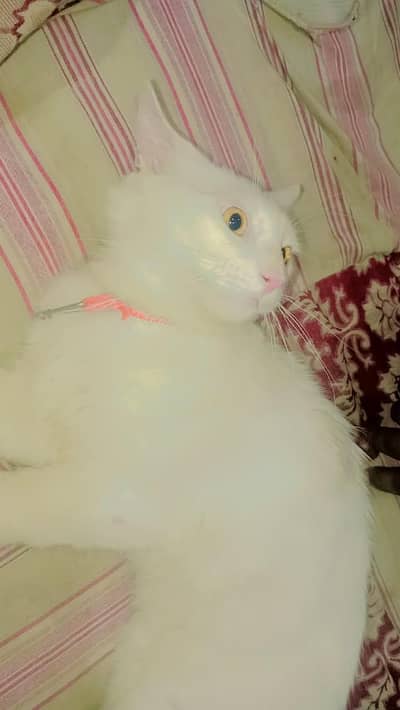 cats 