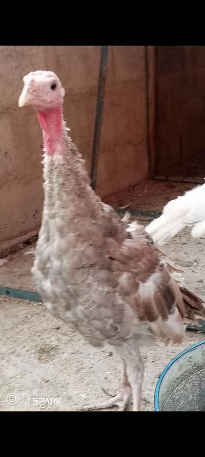 4 Month Vaccinated Imported Chicks | NDIB | Pite + Grey Color