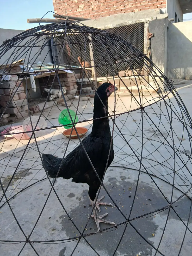 Pure Mushki Female For Sale ha — photo 2