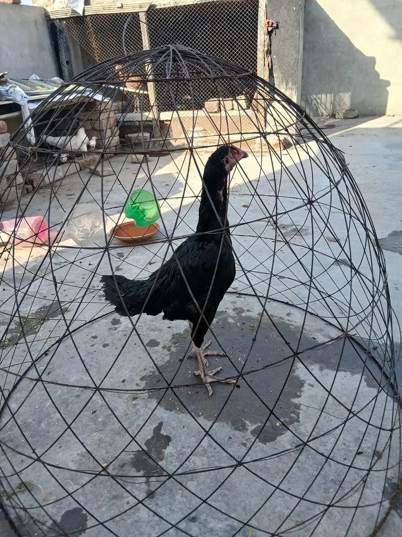 Pure Mushki Female For Sale ha — photo 3