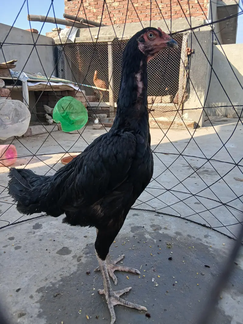 Pure Mushki Female For Sale ha — photo 4