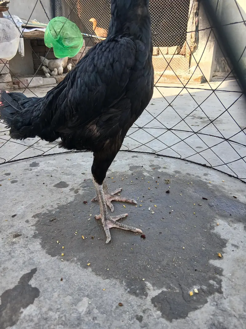 Pure Mushki Female For Sale ha — photo 5