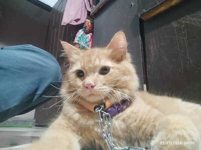 PERSION FEMALE CAT