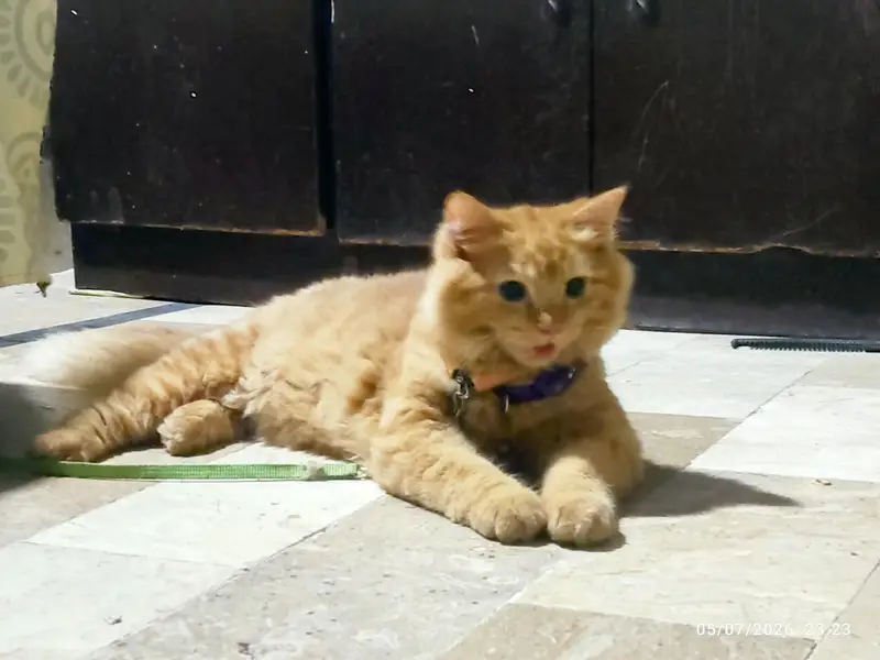 PERSION FEMALE CAT — photo 3