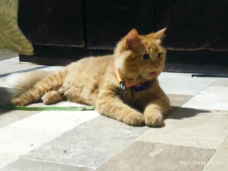 PERSION FEMALE CAT — photo 6