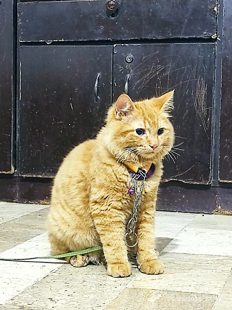 PERSION FEMALE CAT — photo 7