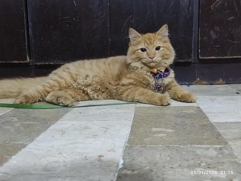 PERSION FEMALE CAT — photo 8