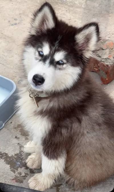 husky puppy