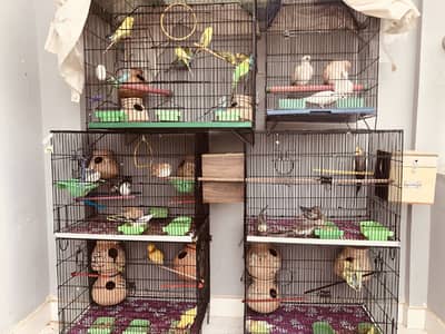birds setup urgent sell