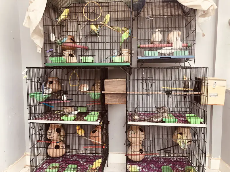 birds setup urgent sell
