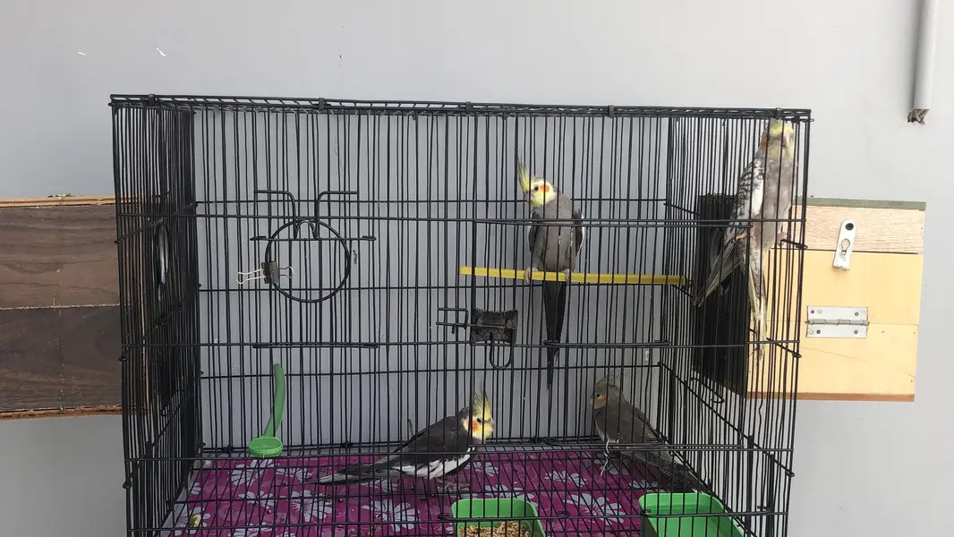 birds setup urgent sell — photo 2