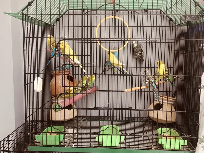 birds setup urgent sell — photo 4