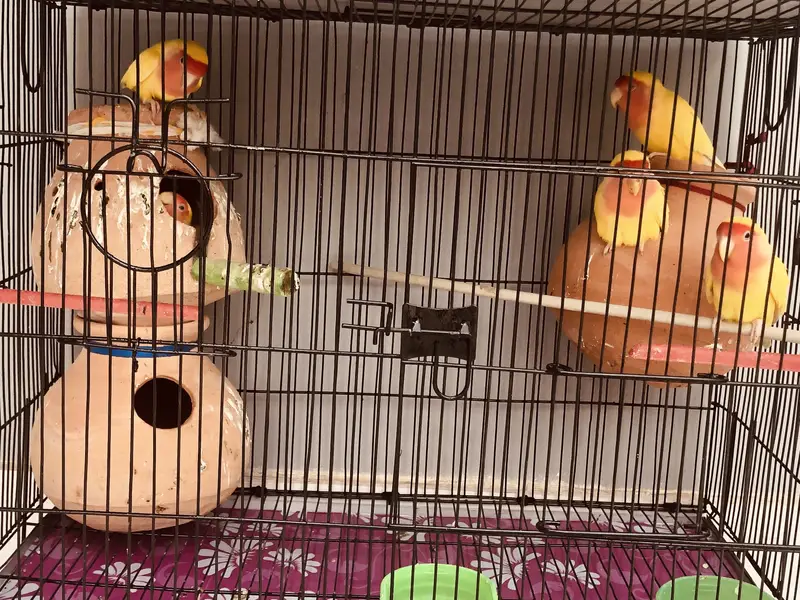 birds setup urgent sell — photo 5