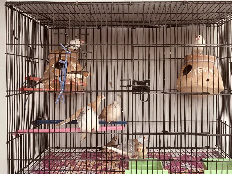 birds setup urgent sell — photo 6