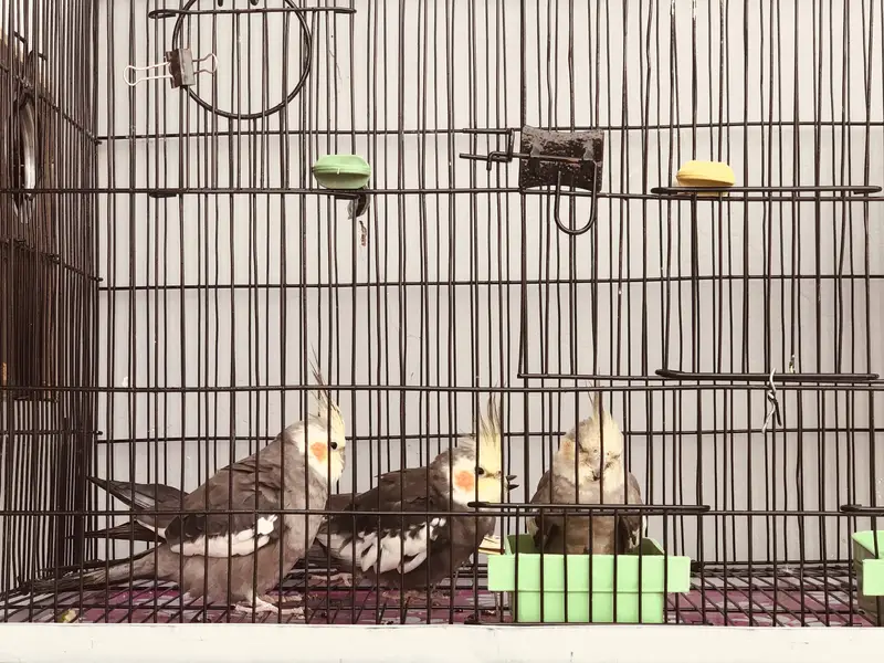 birds setup urgent sell — photo 7