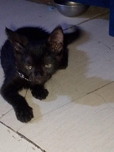 . persien cat for sell argant