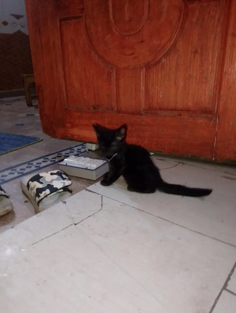 . persien cat for sell argant — photo 2