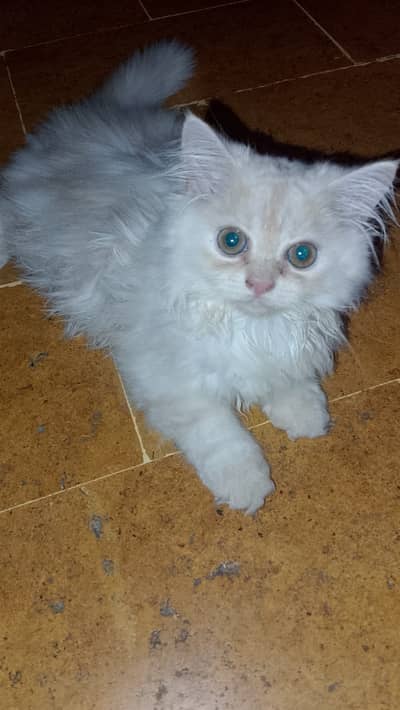 Cute,Healthy and playful kitten