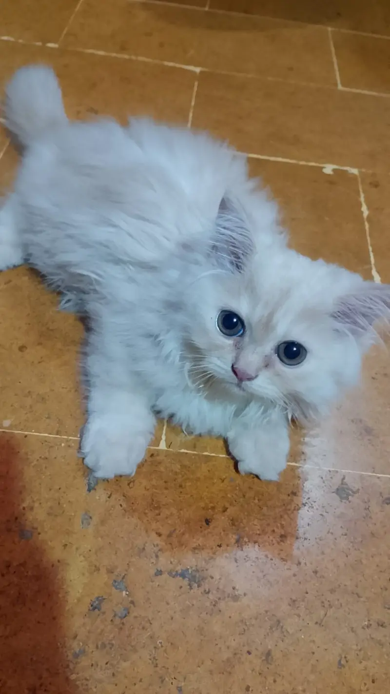 Cute,Healthy and playful kitten — photo 2