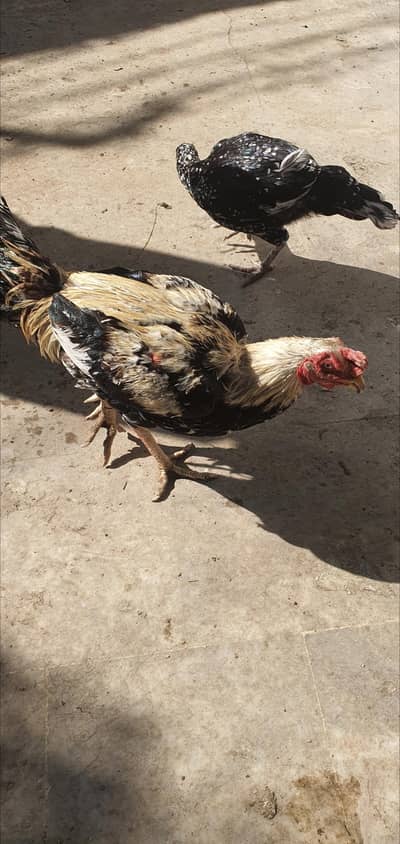 Aseel desi hens, chicken, roosters