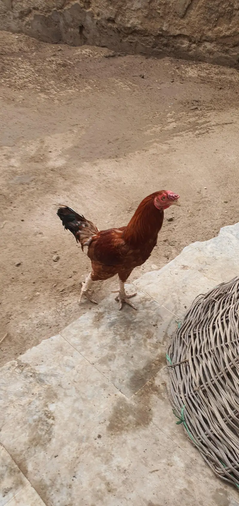 Aseel desi hens, chicken, roosters — photo 3