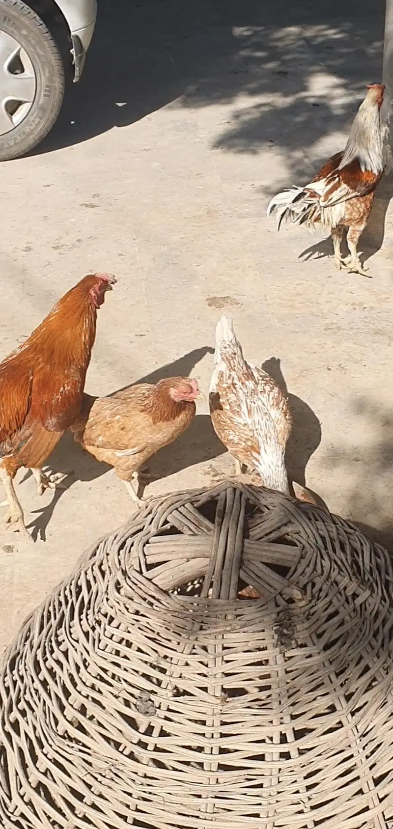 Aseel desi hens, chicken, roosters — photo 4