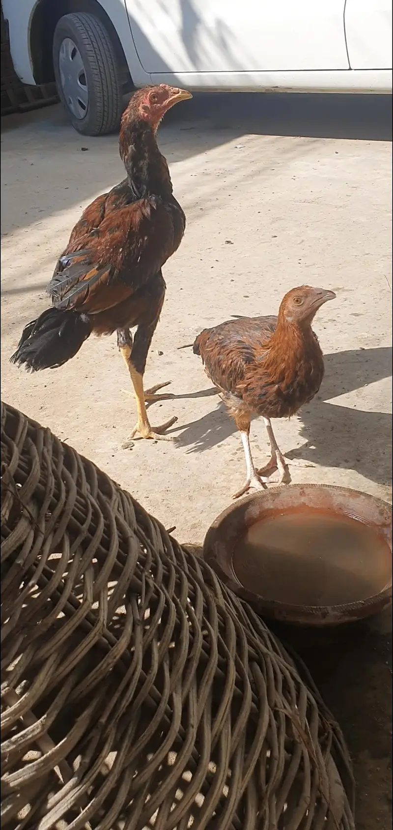 Aseel desi hens, chicken, roosters — photo 5