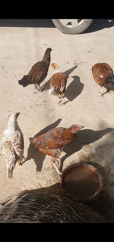 Aseel desi hens, chicken, roosters